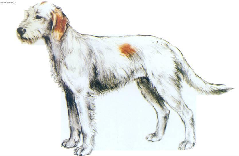 Foto: Istrijsk� hrubosrst� honi�-Obr�zek dle standardu FCI