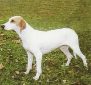 Fotky: Istrijsk� kr�tkosrst� honi� (foto, obrazky)