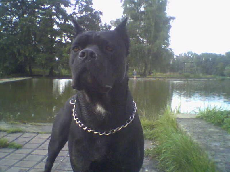 Fotky: Italsk� corso pes (foto, obrazky)