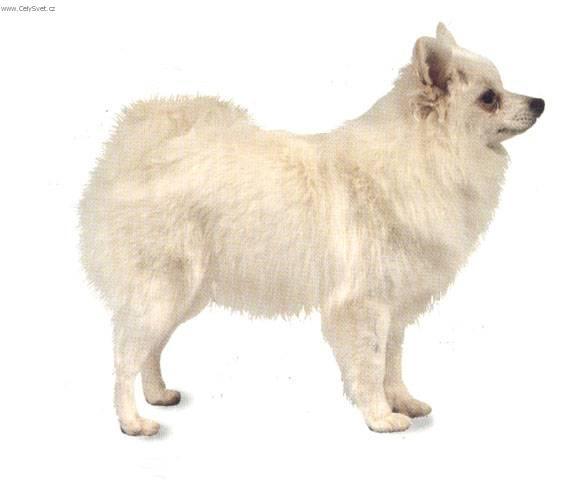 Foto: Italsk� volpino-M�j Italsk� Volp�no. Majitel: Ji��