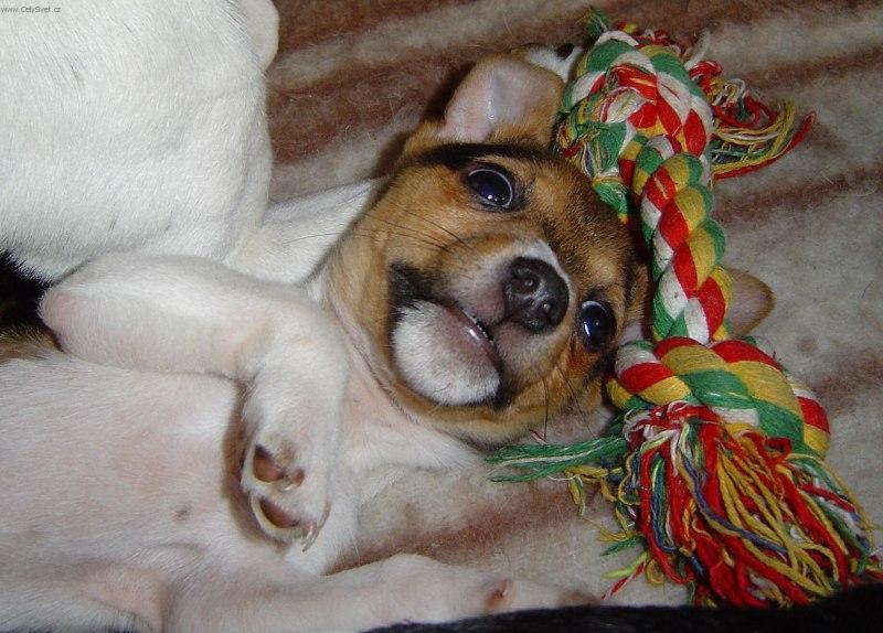 Foto: Jack Russel�v Teri�r-P��tel� JRT. Chovatel: Fin