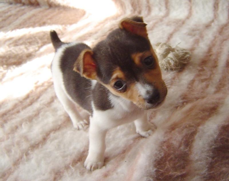 Foto: Jack Russel�v Teri�r-P��tel� JRT. Chovatel: Fin