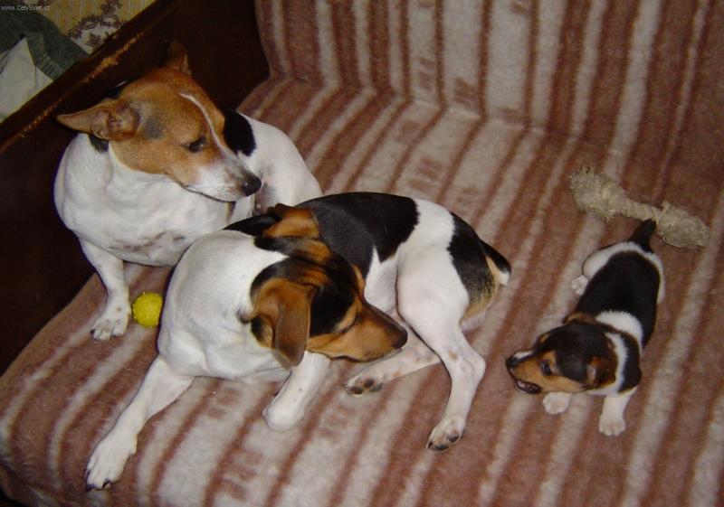 Foto: Jack Russel�v Teri�r-P��tel� JRT. Chovatel: Fin