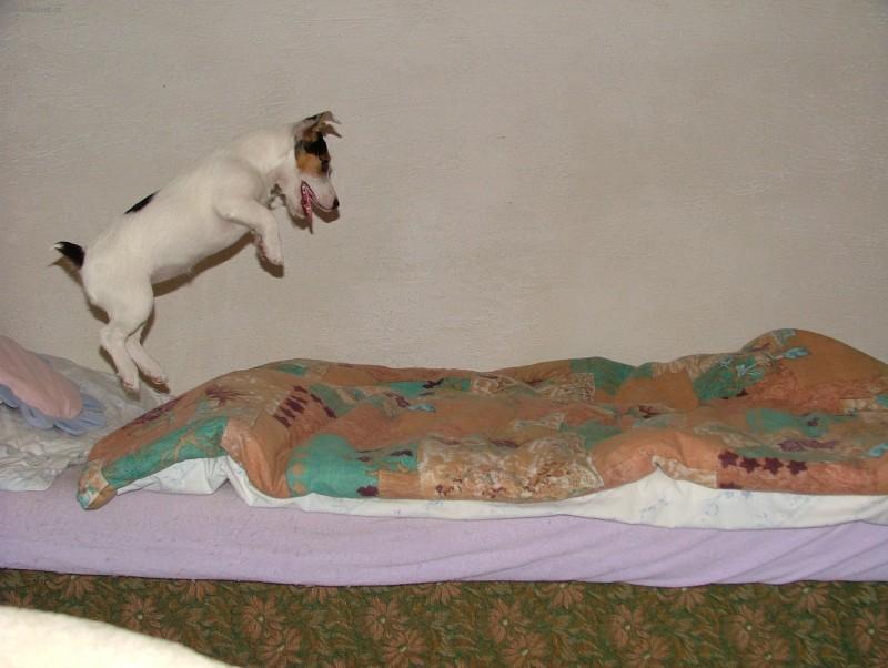 Foto: Jack Russel�v Teri�r-To je na�e M�ja...Majitel: Tommy