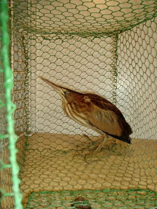 Foto: Jak se postarat o poran�n�ho �ivo�icha?