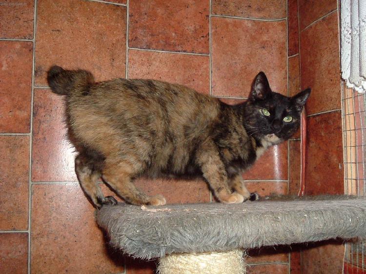 Fotky: Japonsk� bobtail (foto, obrazky)