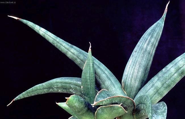 Foto: Tch�nin jazyk, tenura