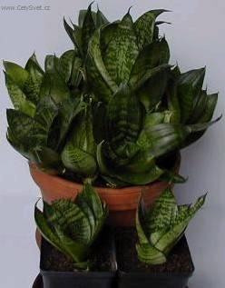 Foto: Tch�nin jazyk, tenura