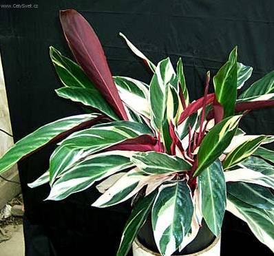 Foto: Jelen� jazyk