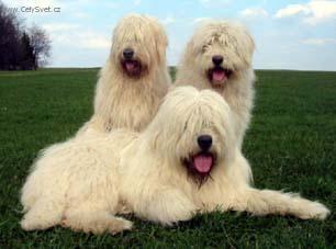 Foto: Jihorusk� ov��k-Chovn� stanice: Moravia Tauri