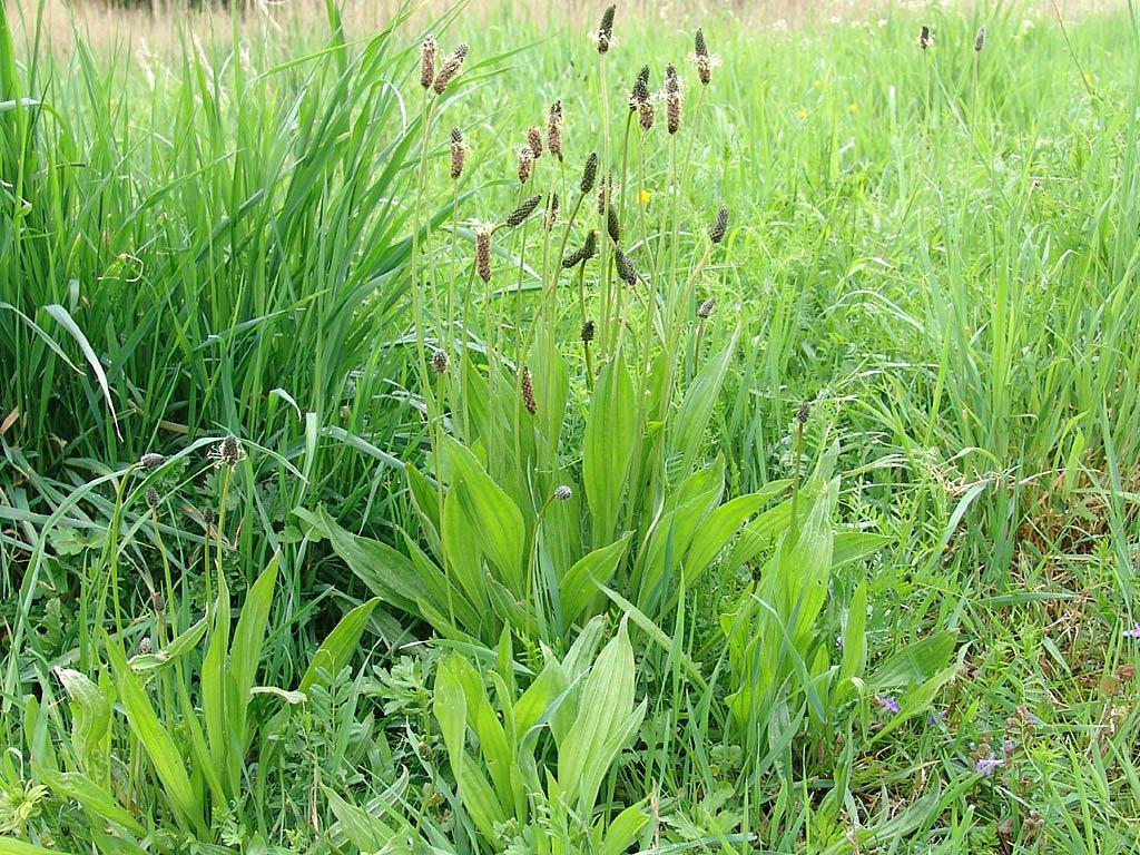 Foto: Jitrocel Kopinat�