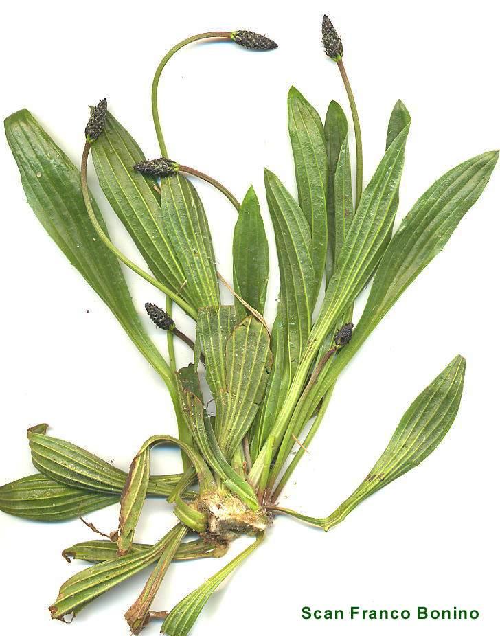 Foto: Jitrocel Kopinat�