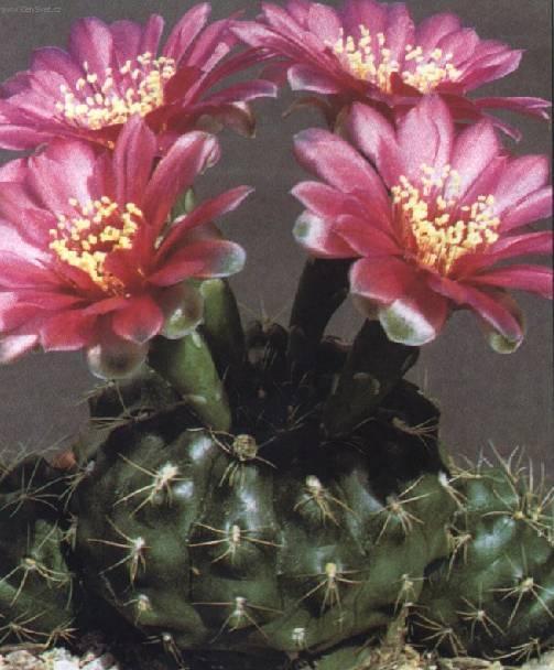 Foto: Kaktus Gymnocalycium