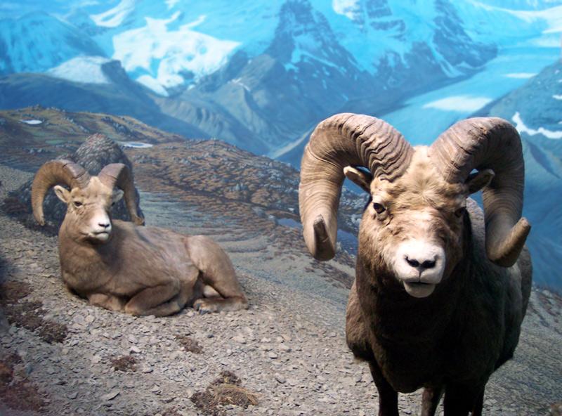 Foto: Kanada-Fake Nature