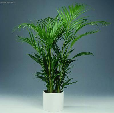 Foto: Chrysalidokarpus na�loutl�