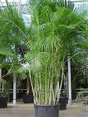 Foto: Chrysalidokarpus na�loutl�