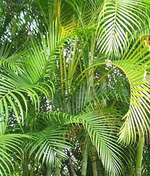 Foto: Chrysalidokarpus na�loutl�