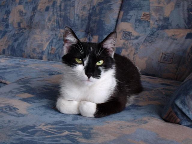 Foto: Kastrace - ano �i ne?-Na�e Roz�rka. Majitel: Dolejsi