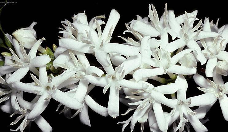 Fotky: K�vovn�k (foto, obrazky)