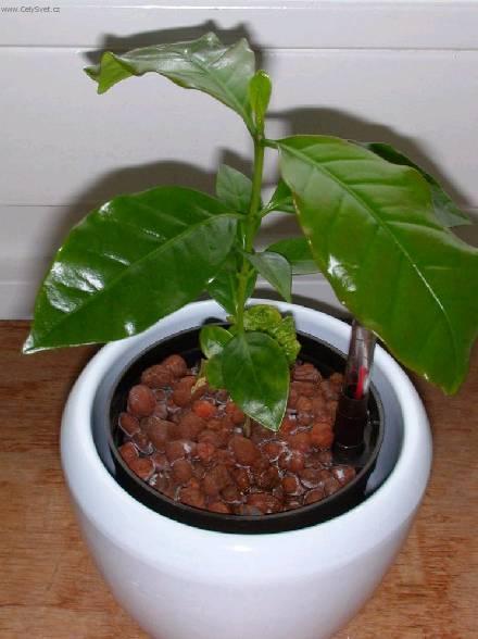 Fotky: K�vovn�k (foto, obrazky)