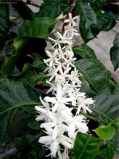 Fotky: K�vovn�k (foto, obrazky)