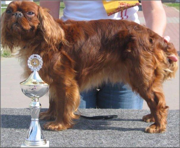 Foto: King Charles �pan�l-Ch. KARL MACABEUS Verum Gaudium. CHS: Ze Slunn� str�n�