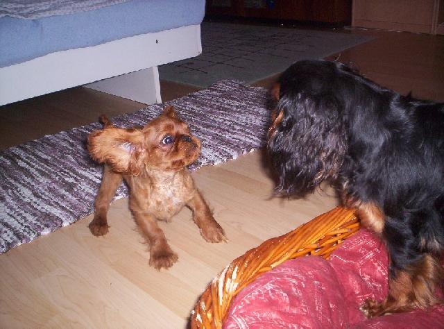 Foto: King Charles �pan�l-T�m�� let�, �e? Jon�ek. Majitelka: Hou�kov�