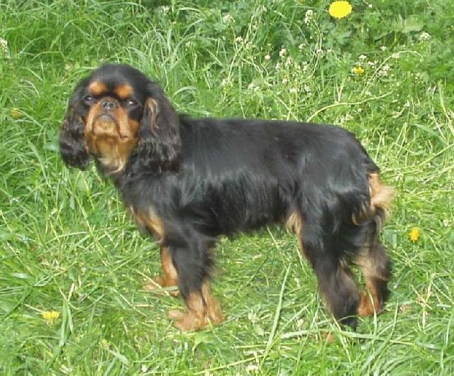 Foto: King Charles �pan�l-Majitelka: Kikina