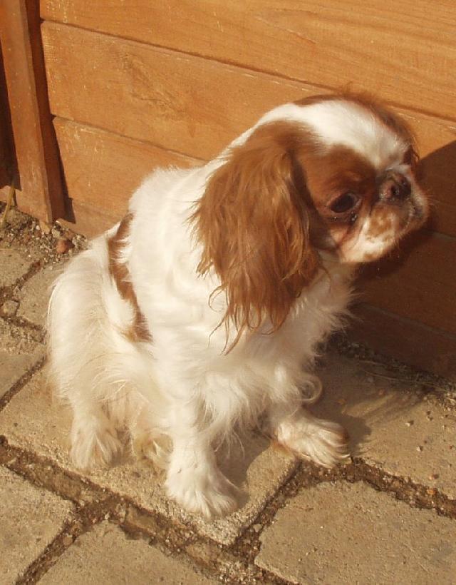Foto: King Charles �pan�l-Majitelka: Kikina