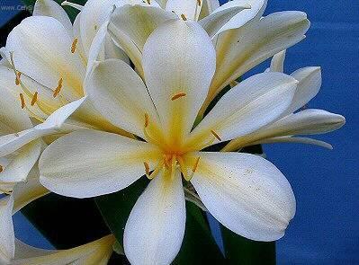 Foto: Kl�vie, �emenatka