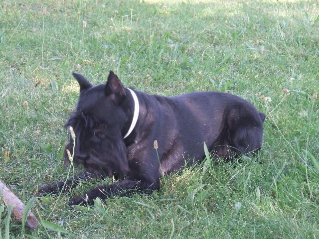 Fotky: Kn�ra� mal� (foto, obrazky)