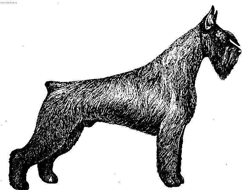 Fotky: Kn�ra� velk� (foto, obrazky)