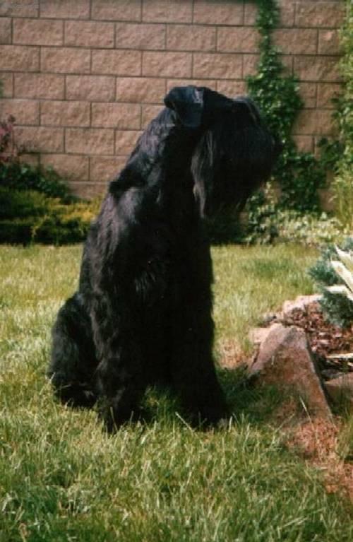 Fotky: Kn�ra� velk� (foto, obrazky)