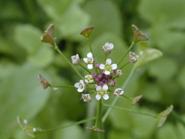 Foto: Koko�ka Pastu�� Tobolka