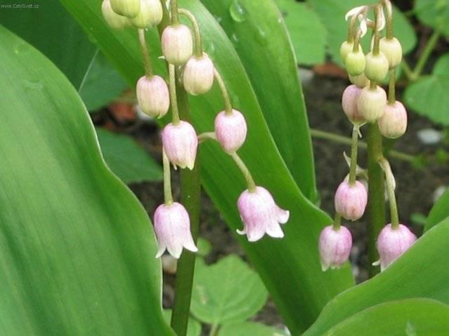 Foto: Konvalinka vonn�