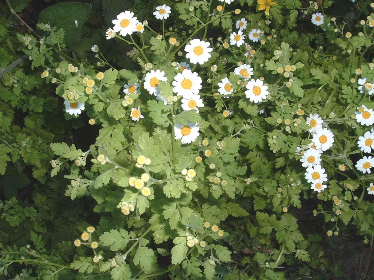 Foto: Kopretina �imbaba