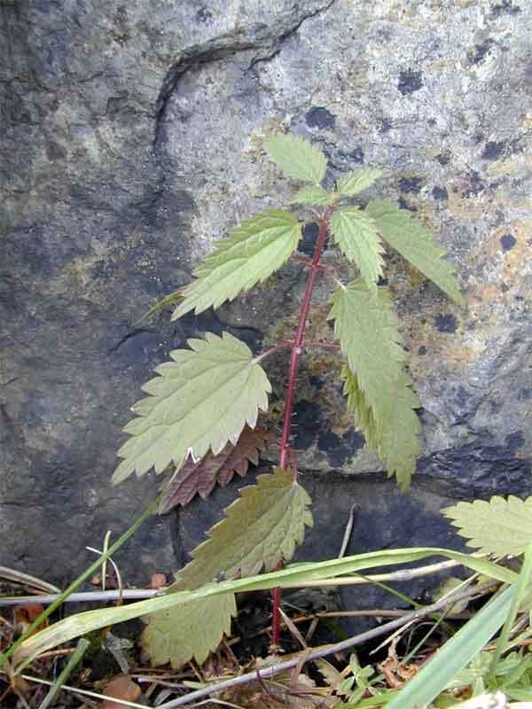 Foto: Kop�iva Dvoudom�