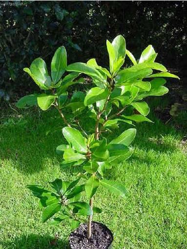 Foto: Korynokarpus, kyjovec hladk�