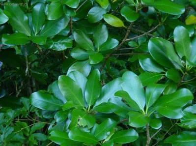 Foto: Korynokarpus, kyjovec hladk�