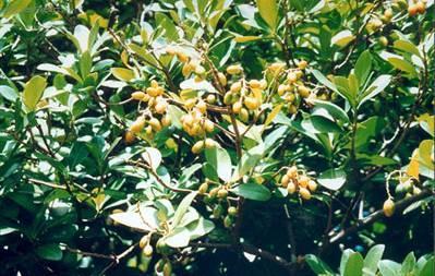 Foto: Korynokarpus, kyjovec hladk�