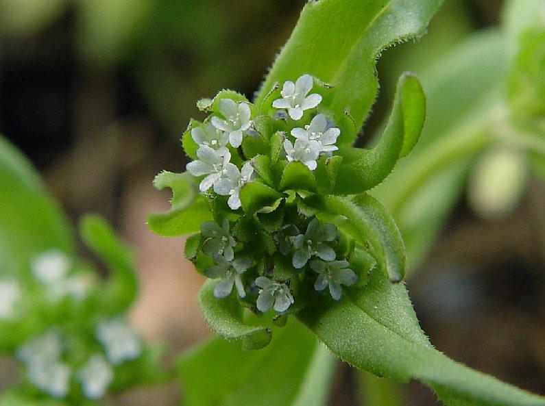 Fotky: Kozl��ek poln�, Poln��ek (foto, obrazky)