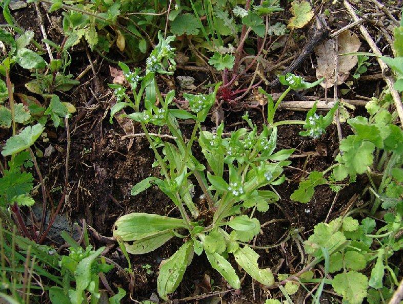 Fotky: Kozl��ek poln�, Poln��ek (foto, obrazky)