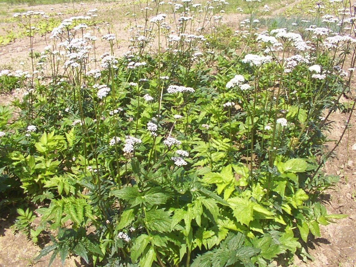 Fotky: Kozl�k L�ka�sk� (foto, obrazky)