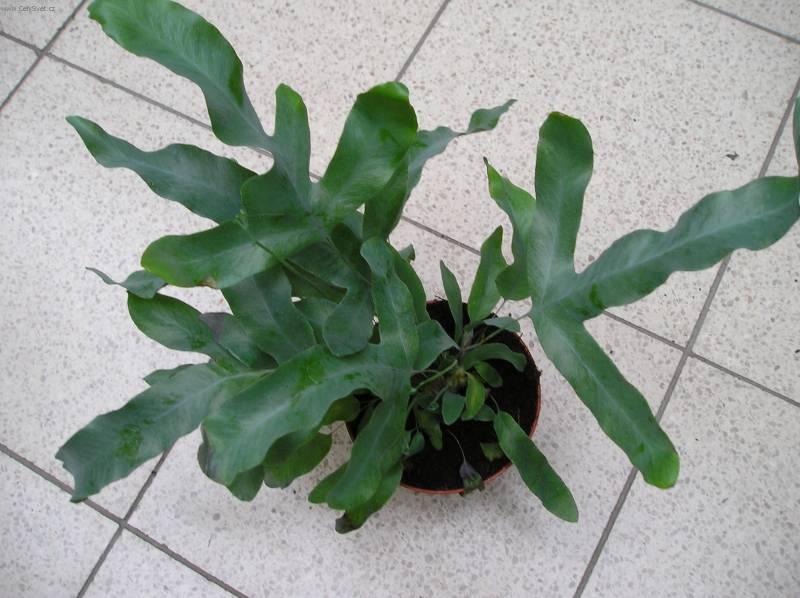 Foto: K��delnice-Z vlastn� sb�rky