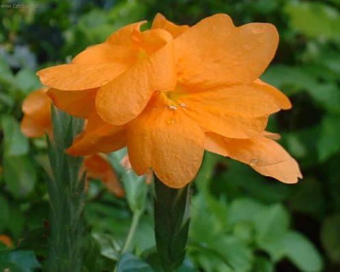 Foto: Krosandra, t�epenitka