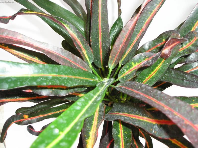 Foto: Kroton, obojan-Z vlastn� sb�rky