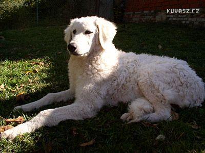 Foto: Kuvasz-Gacsaj-Pesta Luca, velmi slibn� mlad� fena, �esk� Junior Champion, mnohokr�t BOB, CACIB, Klubov� v�t�z. Majitel David Star� a Michel Foster