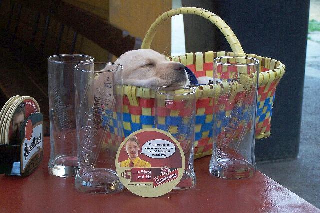 Fotky: Labradorsk� retr�vr (foto, obrazky)