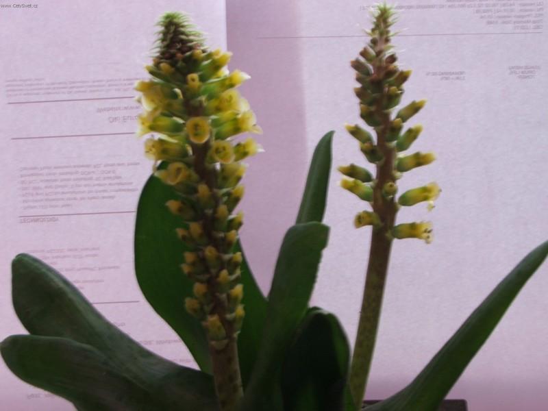 Foto: Lachenalia-Pestitelka: Silvie