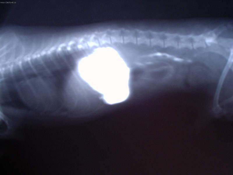 Foto: L��ba intern�ch onemocn�n�